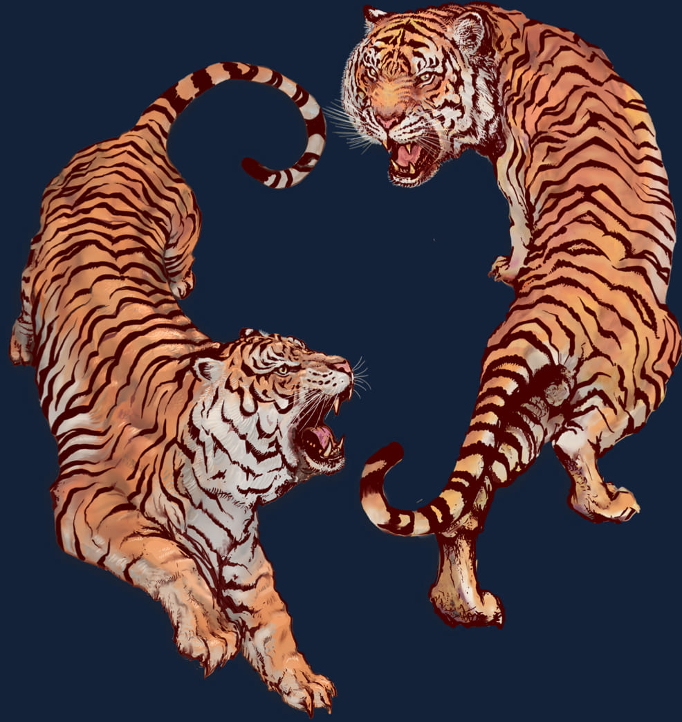two-tigers-circle-each-other